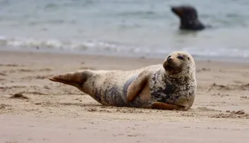Zeehonden aan de Opaalkust