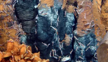 crevette rimicaris Ifremer abysses