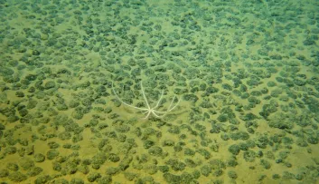 Nodules polymétalliques