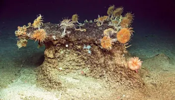 Faune abyssale ifremer