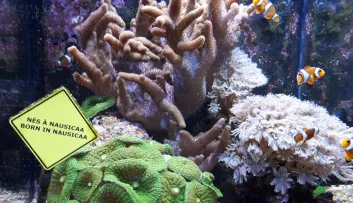 poisson-clown né à Nausicaa