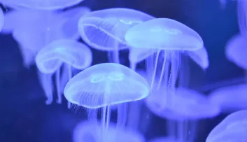 Méduse aurélie Aurelia aurita