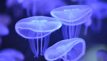 Méduse aurélie Aurelia aurita