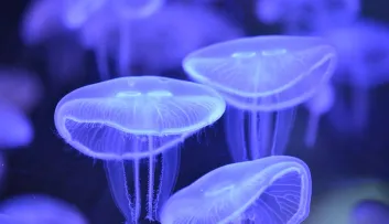 Méduse aurélie Aurelia aurita