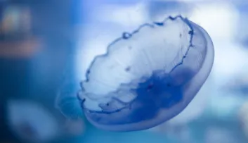 Méduse aurélie Aurelia aurita