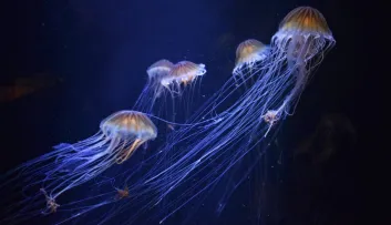 méduse boussole du Pacifique