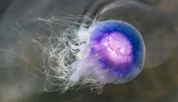 méduse cyanée bleue