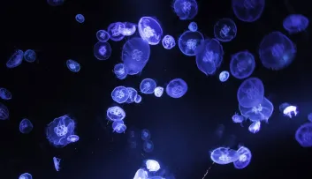 Méduse aurélie Aurelia aurita