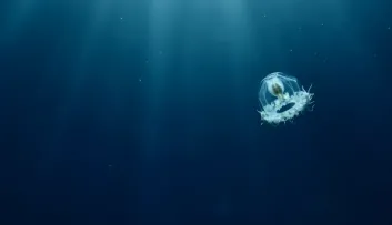 méduse immortelle Turritopsis dohrnii