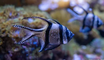 Le poisson cardinal de Banggai ou Apogon de Banggai Pterapogon kauderni