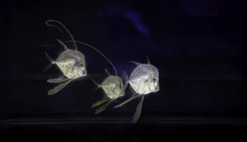 Sélènes juvéniles nées à Nausicaa