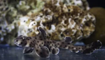 Bébé requin cornu né à Nausicaa en 2024