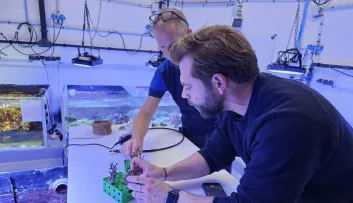 corail résilience à Nausicaa