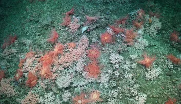 ROV SuBastian / Schmidt Ocean Institute 