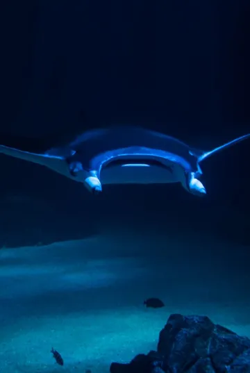 Grande raie manta à Nausicaa