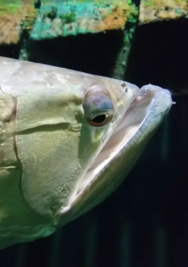 Arowana Osteoglossum bicirrhosum