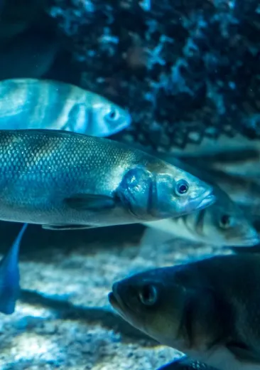 bar commun Dicentrarchus labrax