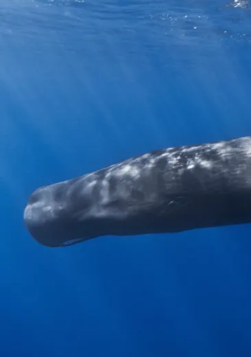 cachalot Physeter macrocephalus