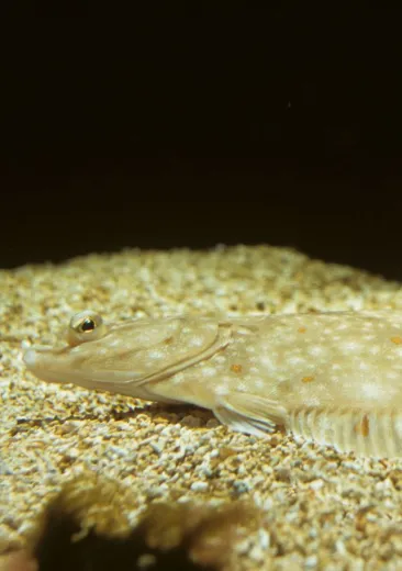 La plie Pleuronectes platessa