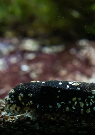 Edible sea cucumber Holothuria edulis