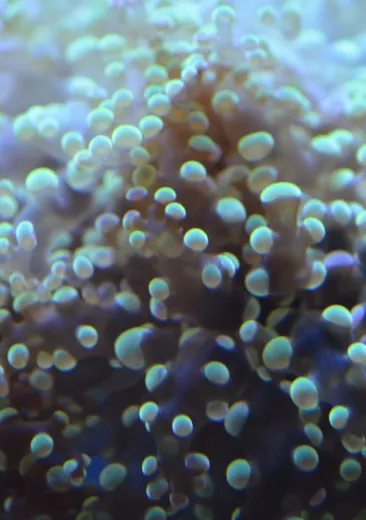 Euphyllia corals