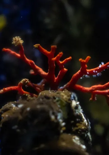 Het bloedkoraal Corallium rubrum