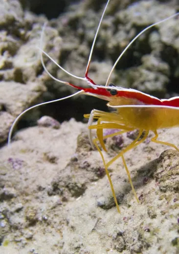 La crevette nettoyeuse Lysmata amboinensis