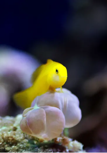 De gele koraalgobie Gobiodon okinawae