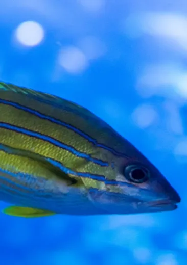 Le vivaneau à raies bleues