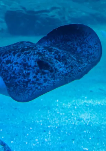 Blotched Fantail Ray Taeniura meyeni