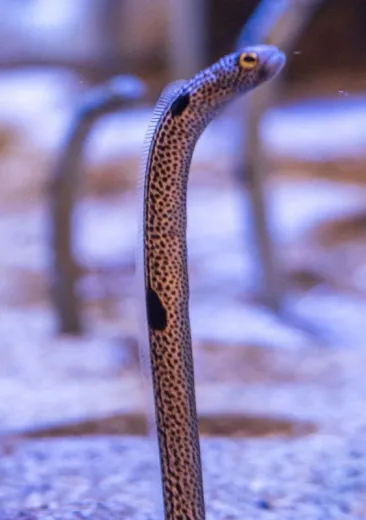 Spotted garden-eel Heteroconger hassi