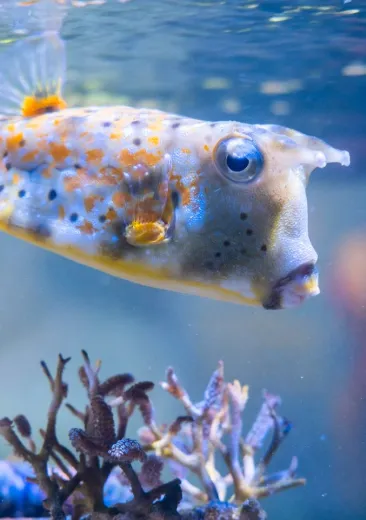 Lactoria cornuta - Le poisson vache à longues cornes