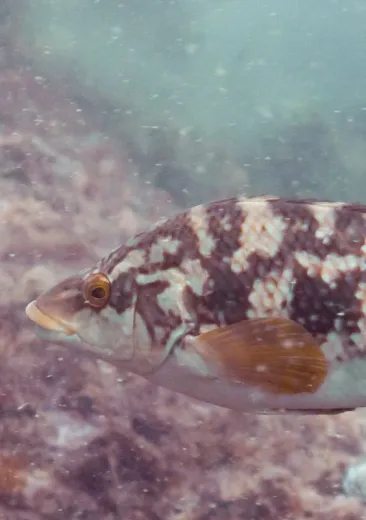 Ballan Wrasse Labrus bergylta