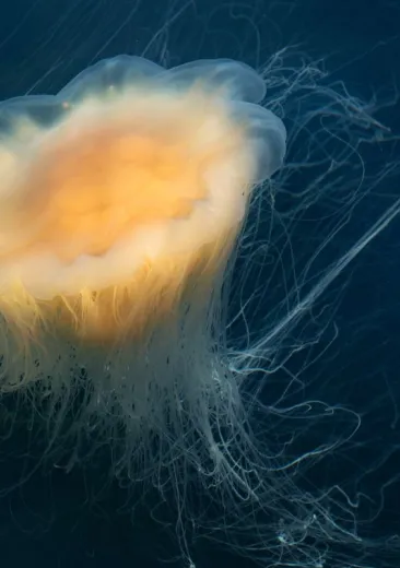 lion's mane jellyfish Cyanea capillata