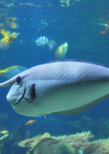 Palefin Unicornfish