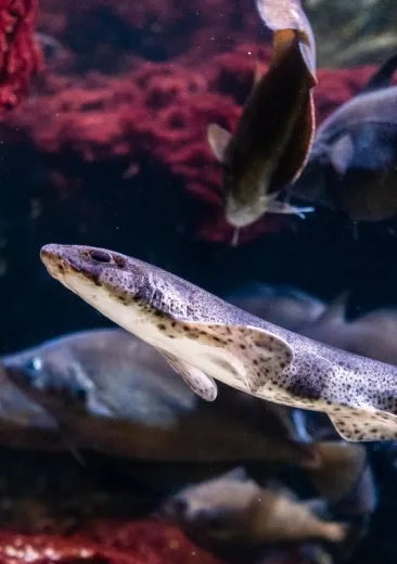 Smallspotted Catshark Scyliorhinus canicula