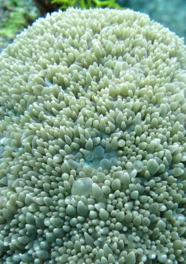 Le corail à bulles
