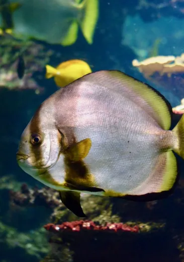 platax ou poisson chauve souris