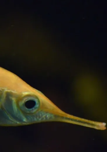 La bécasse de mer Macroramphosus scolopax