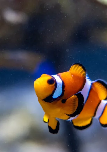 Le poisson vache à longues cornes Lactoria cornuta | Nausicaa