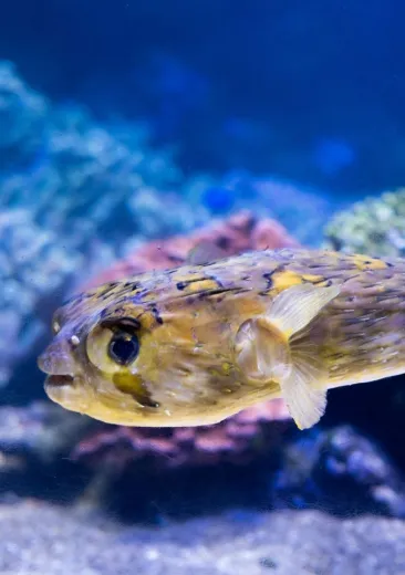 Le poisson porc épic à tâches Diodon holocanthus