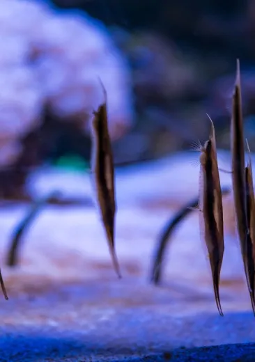 Coral Shrimpfish