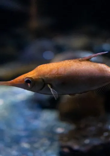Longspine Snipefish