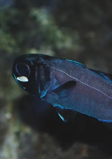 Splitfin Flashlightfish