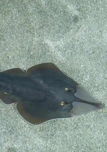 La raie-guitare fouisseuse  Glaucostegus cemiculus