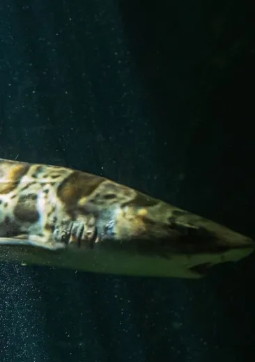 Leopard Shark 