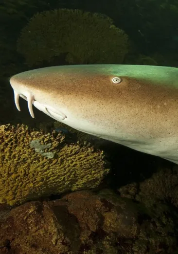 Atlantic Nurse Shark