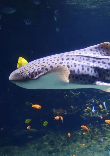 Le requin-zèbre