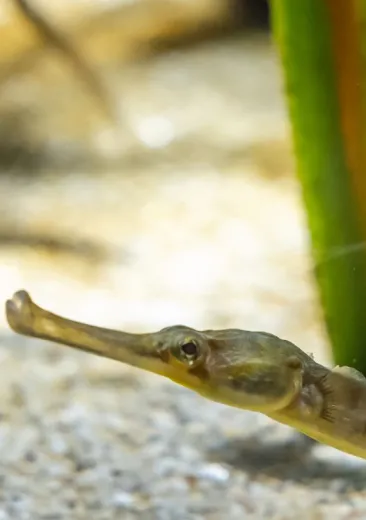 Longsnout Pipefish