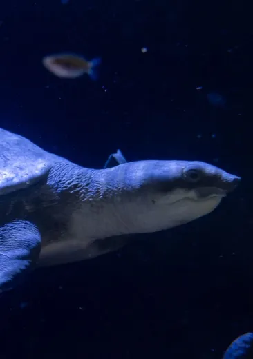 Pig-nosed Turtle Carettochelys insculpta